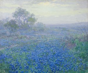Pilvinen päivä, Bluebonnets lähellä San Antonio, Texas